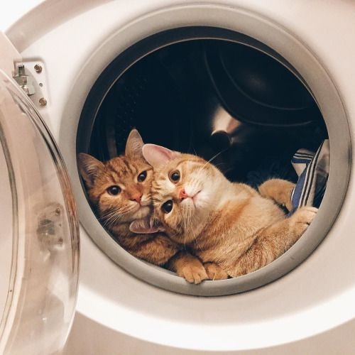 Cats in Laundry