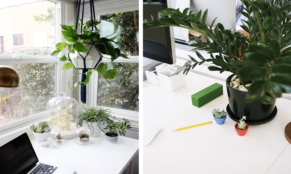 Desk Plants | Home Office